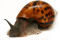 Achatina achatina Ghana F1